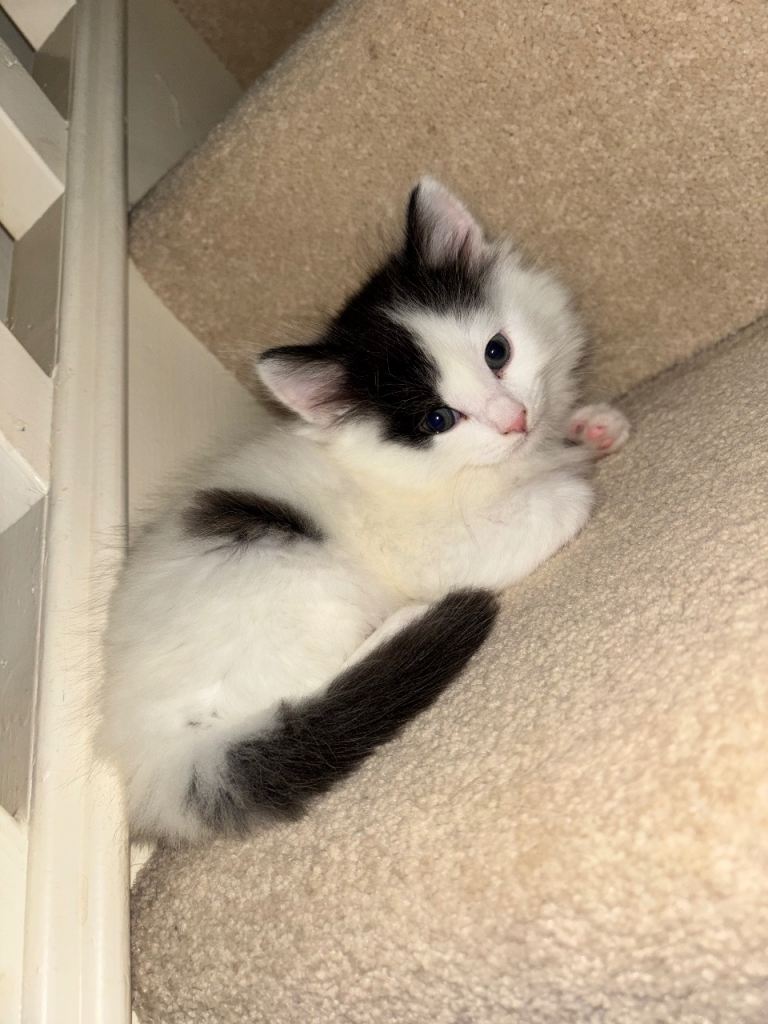 kittens *last 2 remaining*