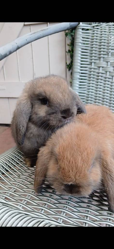 Mini lops (pedigree) Belfast 