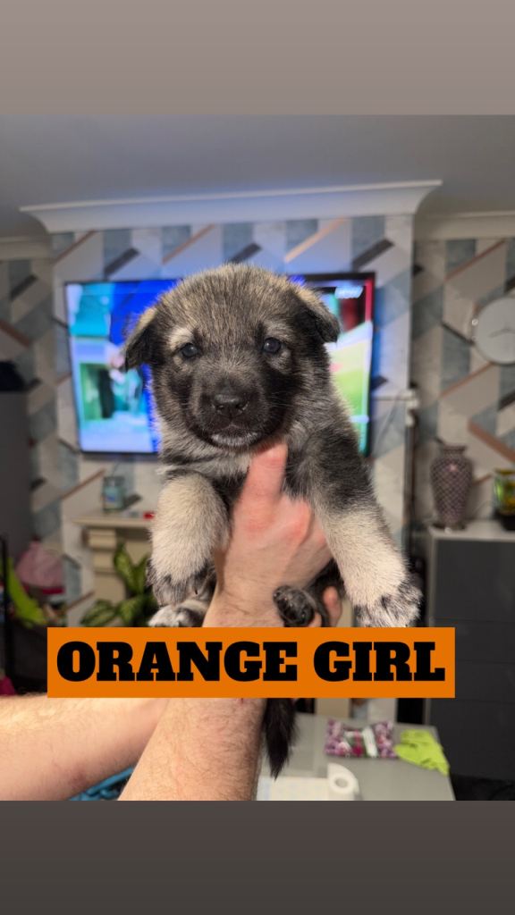 German Shepherd cross Husky Puppies