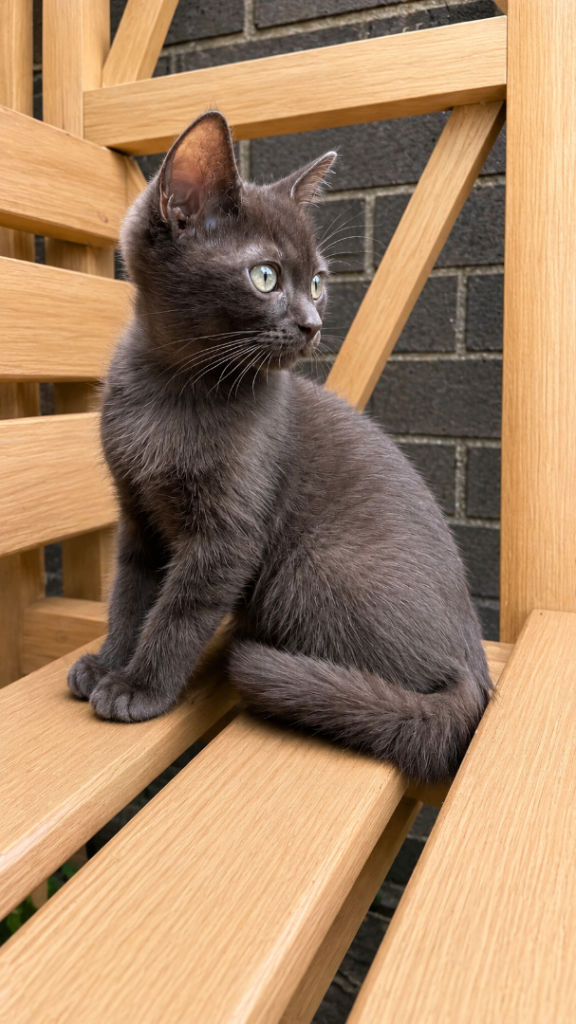 British Shorthair x Ragdoll - Only 1 Girl Available 