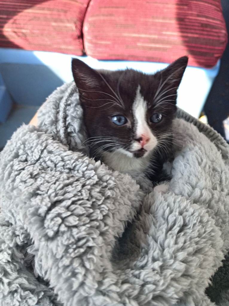  kitten 