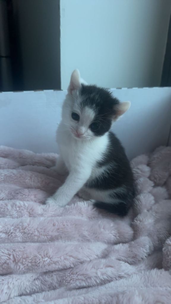Kitten for sale
