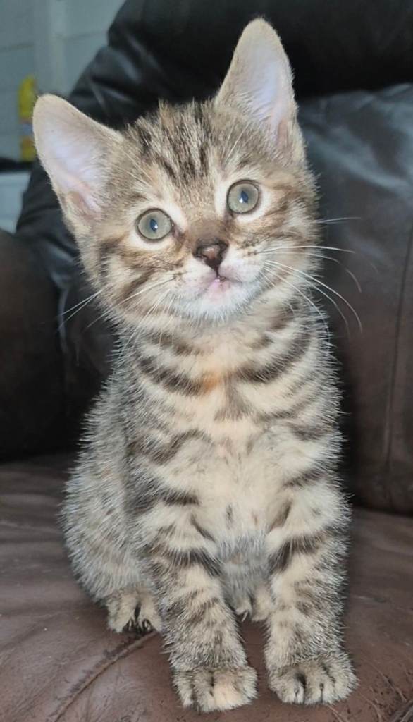 8-Week-Old Tabby kittens 