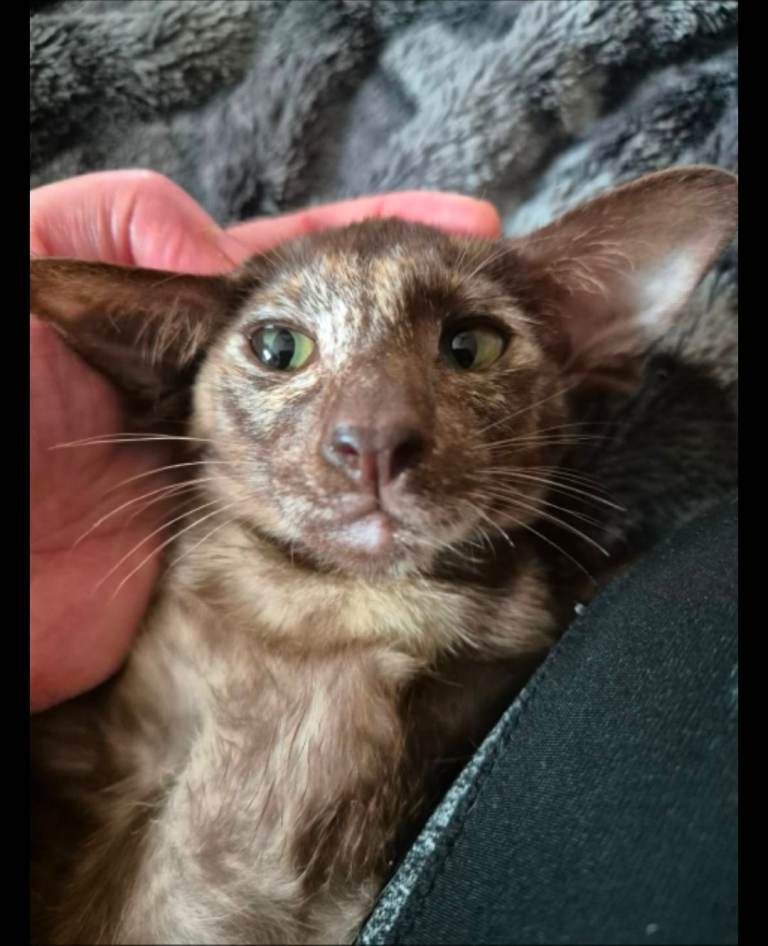 Pedigree Oriental kittens 1 left