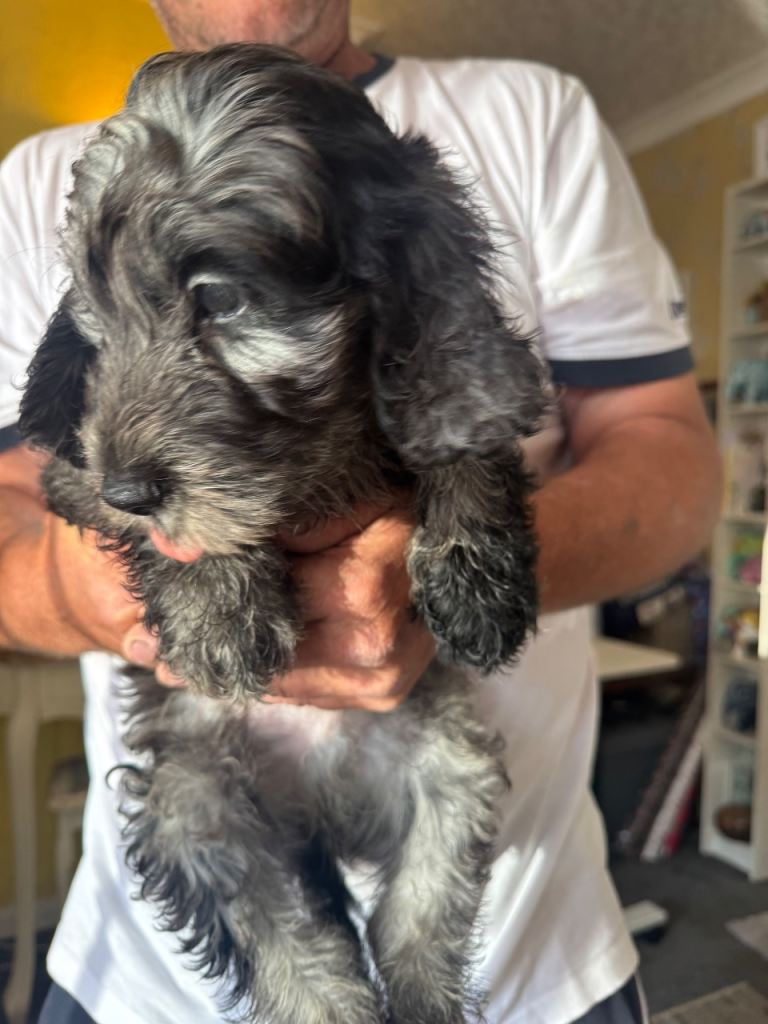 cockerpoo/ golden doodle puppies 11 weeks 2 days old  5 boys 