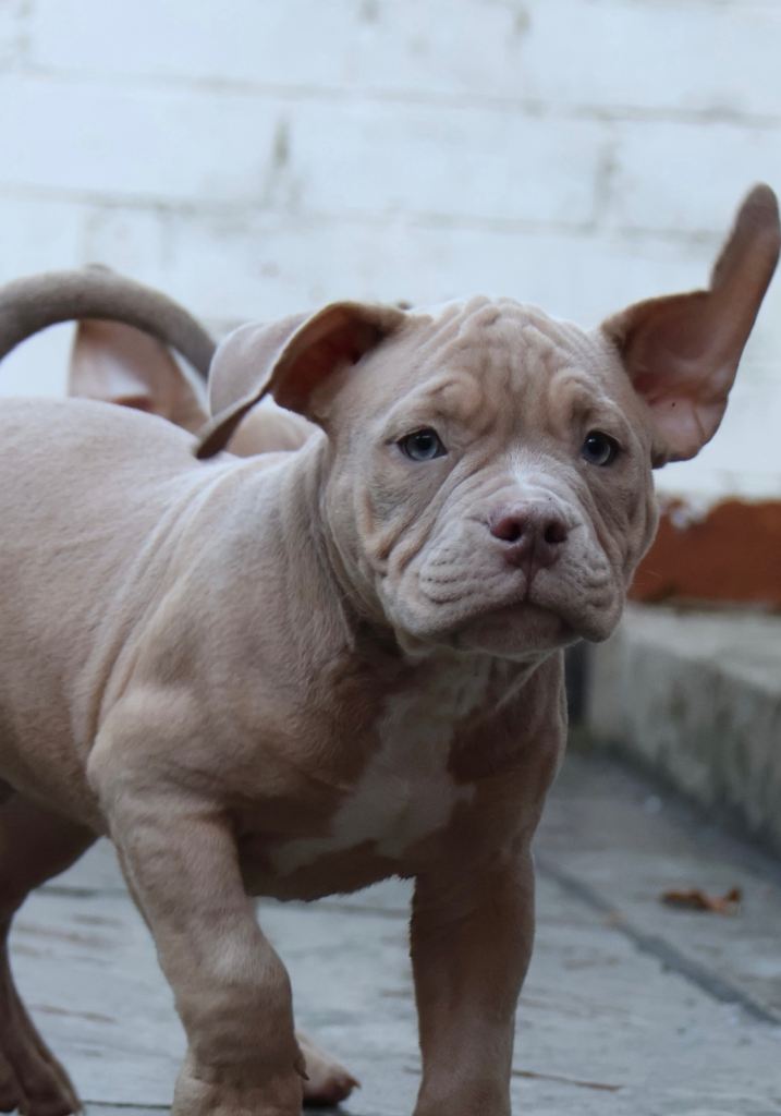 Micro American bully puppies 13 weeks 