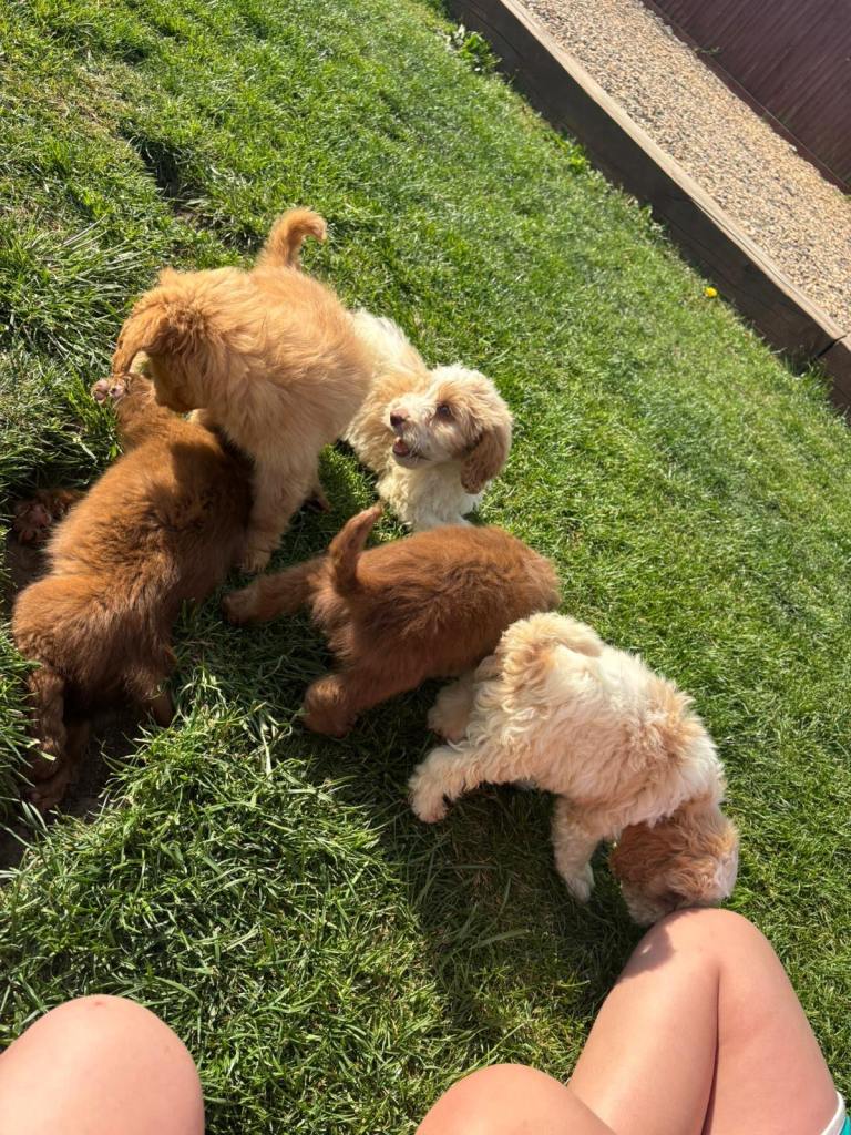 Beautiful cockapoo  puppies for sale