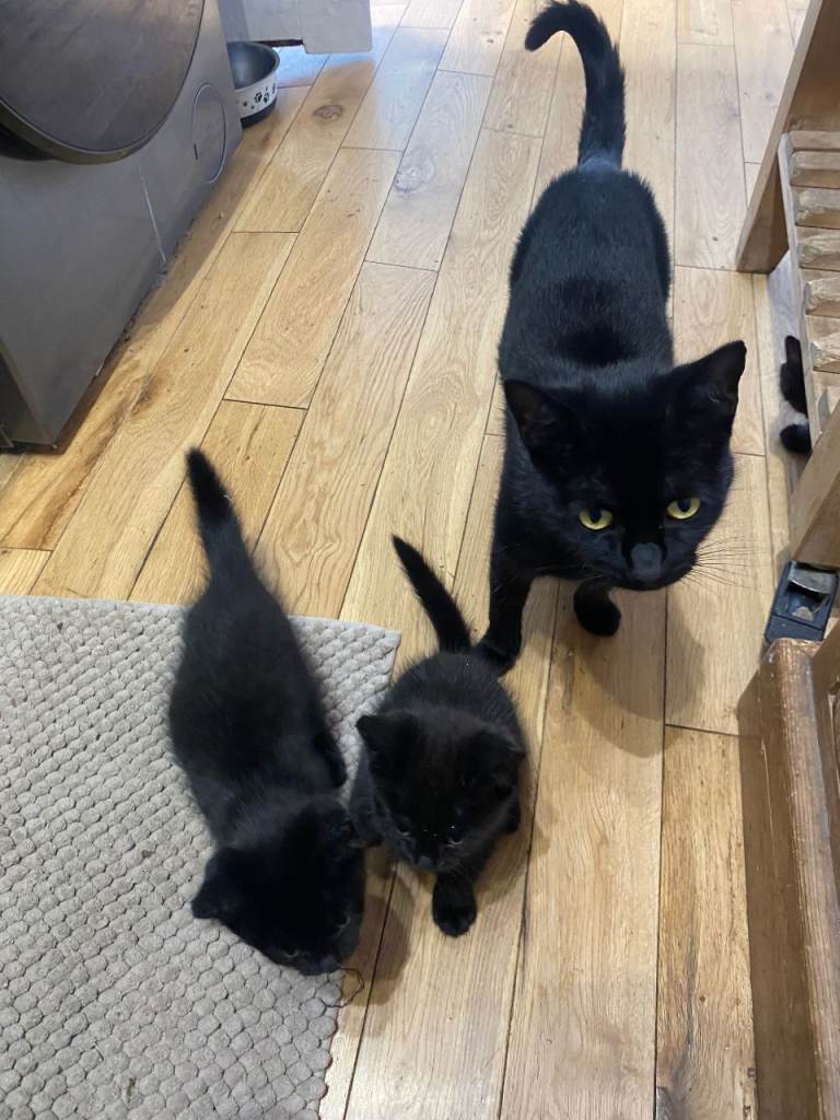 kittens for sale