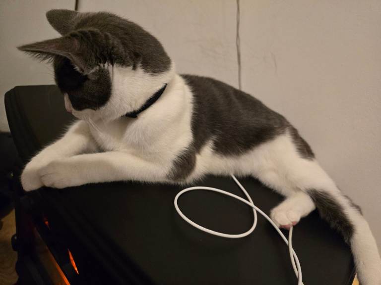 Ragdoll cross breed kitten