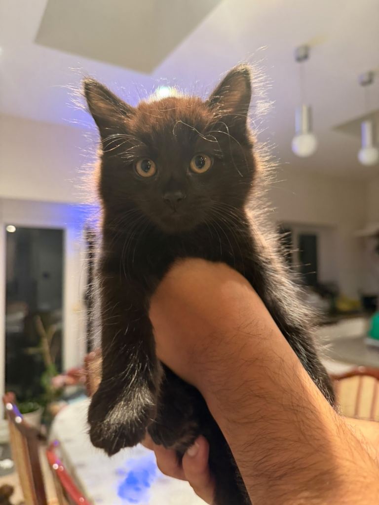 Dark brown with black highlights tabby kitten