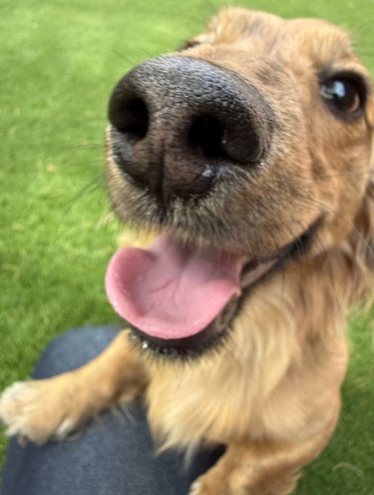 Dog available for adoption 