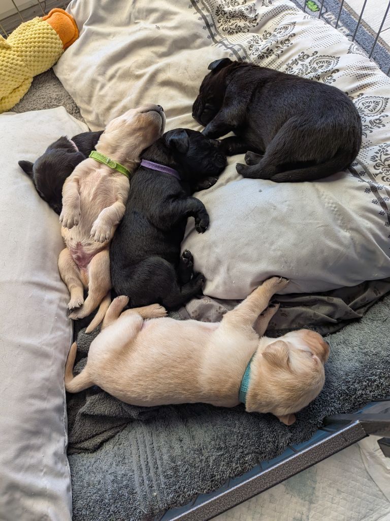 Pedigree & KC Registered Labrador Pups 