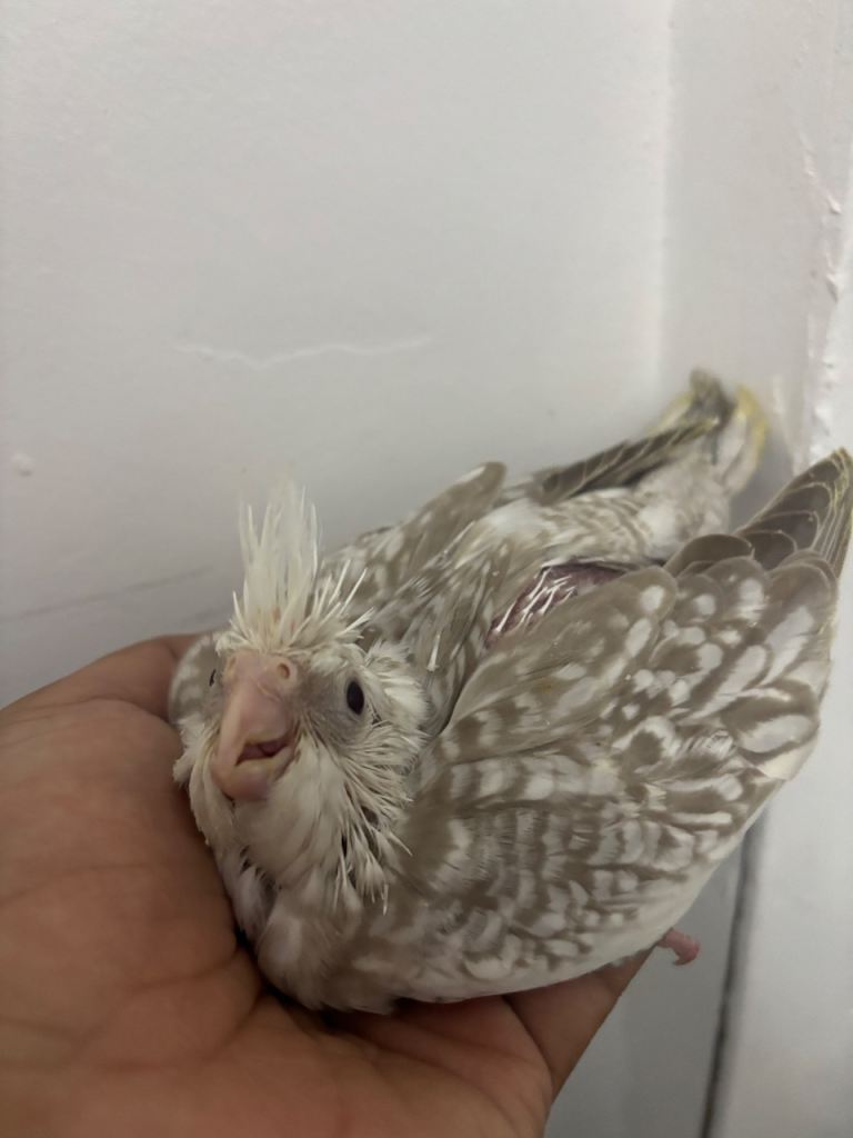 Cockatiels for sale 