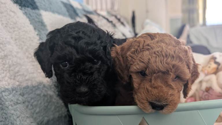 Beautiful FB1 jackapoo puppies 2 remaining 