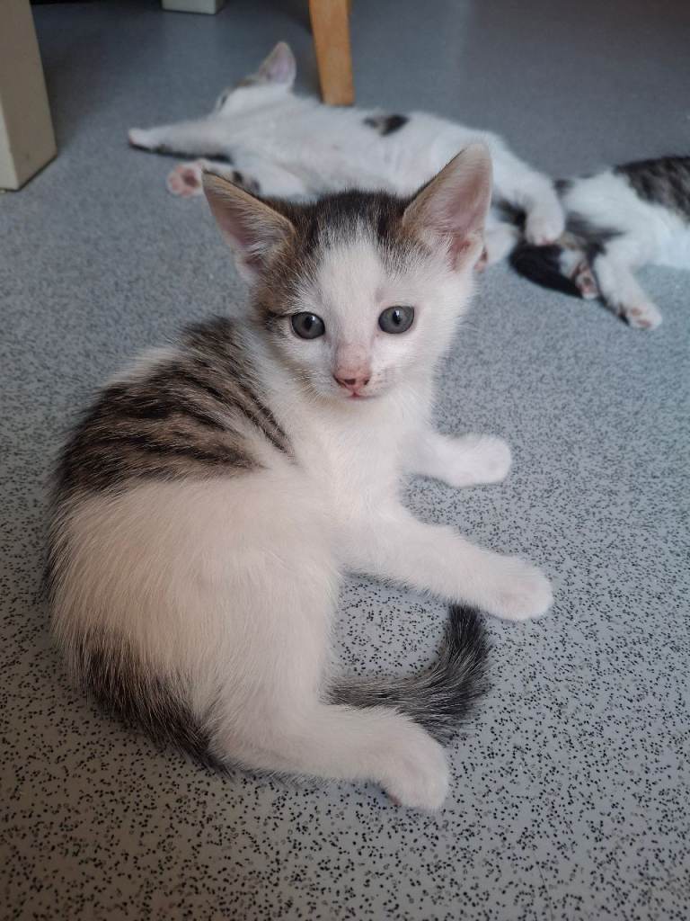 Kittens for sale 