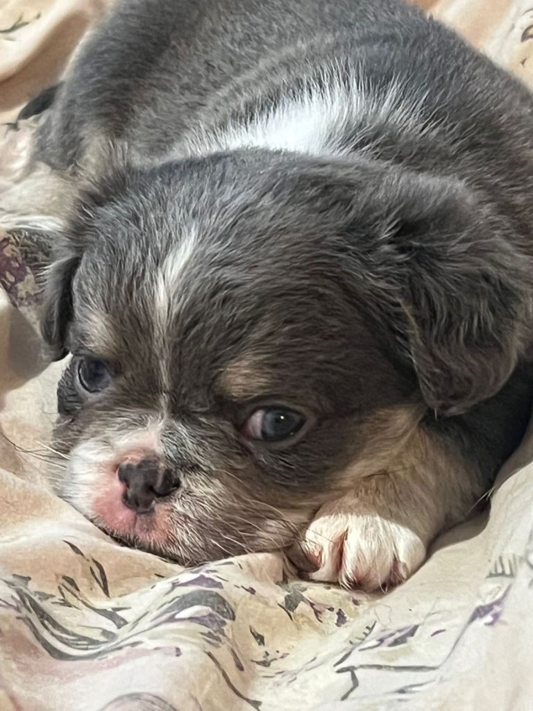 Fluffy French bulldog puppy 8 weeks old