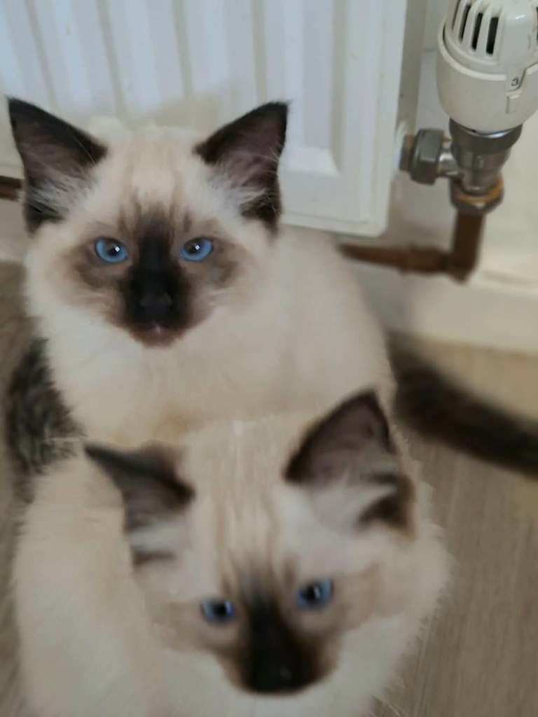 Ragdoll Kittens