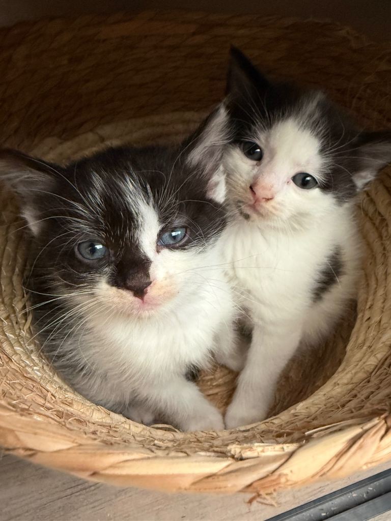 Adorable fluffy female kittens ready to go now 