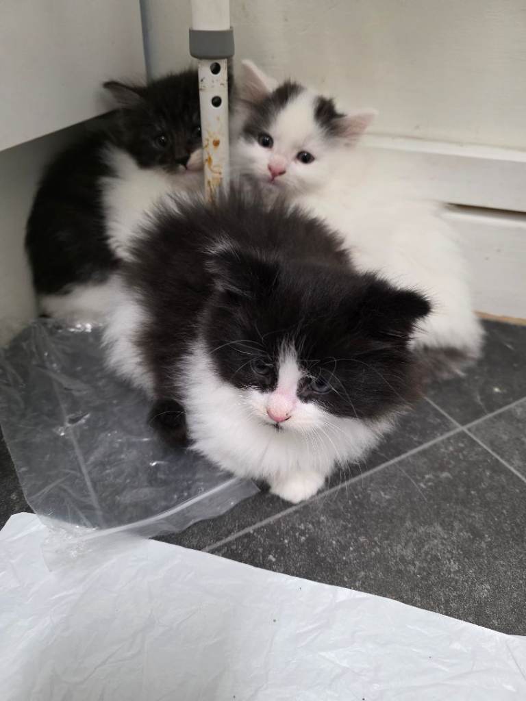 3  amazing kittens and his dad for sale 