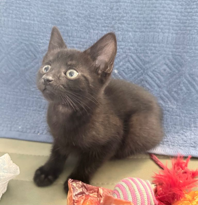 Kitten, cheeky little boy Ready Now