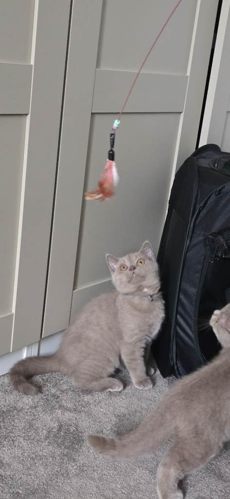 **PRICE DROP**LAST BOY GCCF REGISTERED BRITISH SHORTHAIR KITTENS