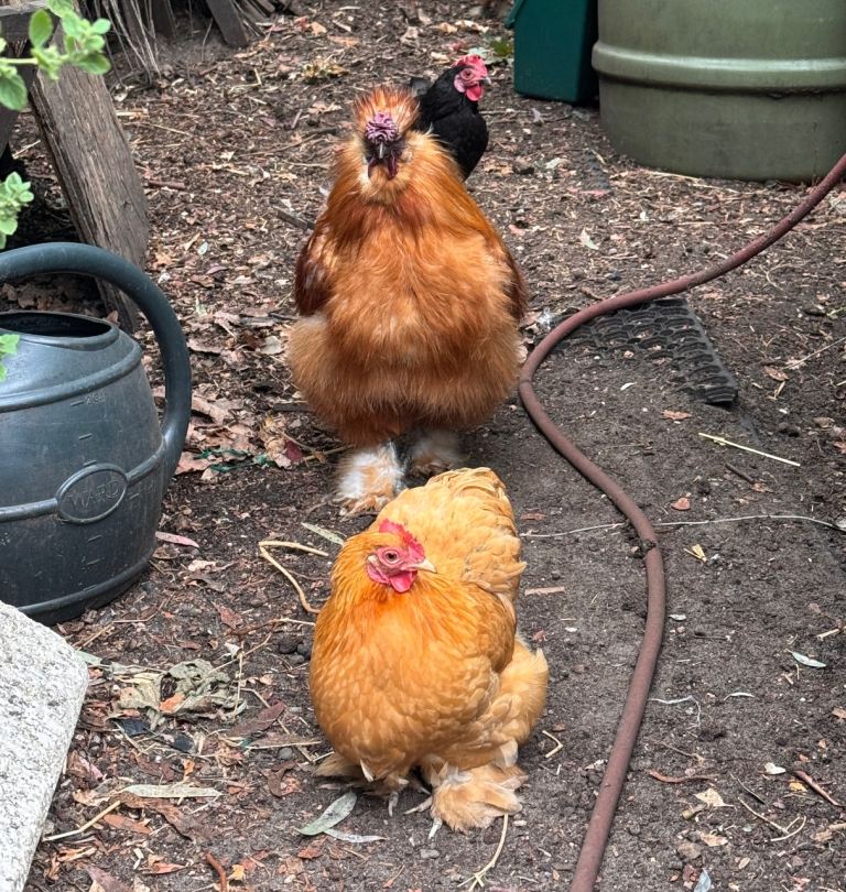 timid silkie cockeral + 3 bantams need a forever home 