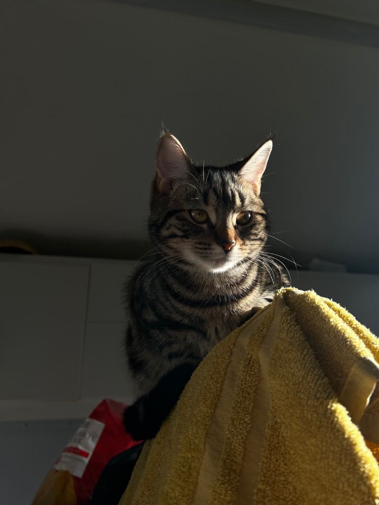 10 month old female kitten for sale 