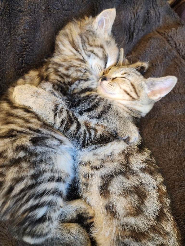 2 kittens available, adorable, friendly, 8 weeks old ready for forever home! 