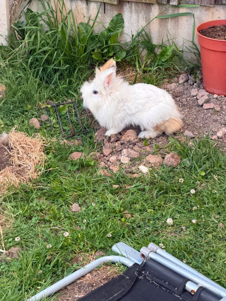 2 Rabbits 