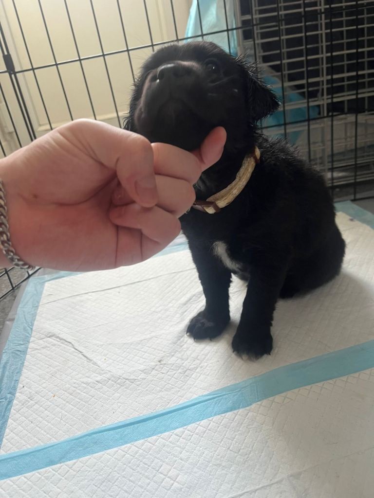 Staffi x Belgian Malinois 