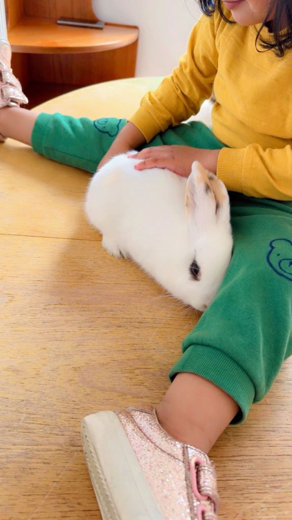 Netherlands dwarf Bunny 
