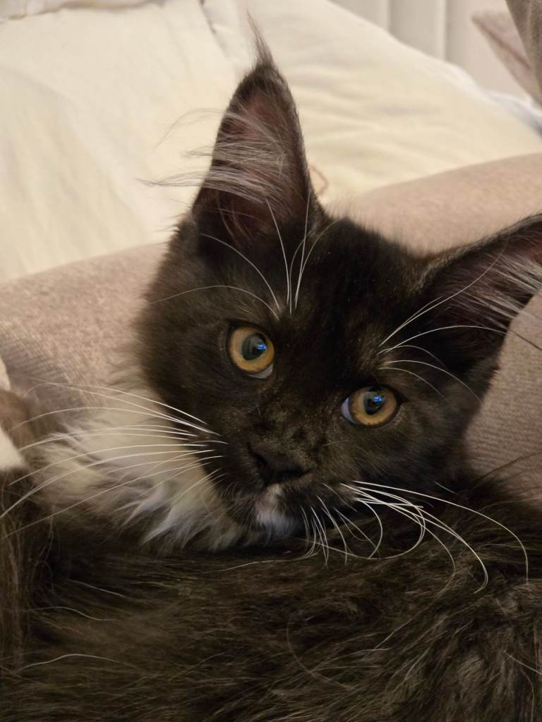 Maine coon kittens - Tica registered