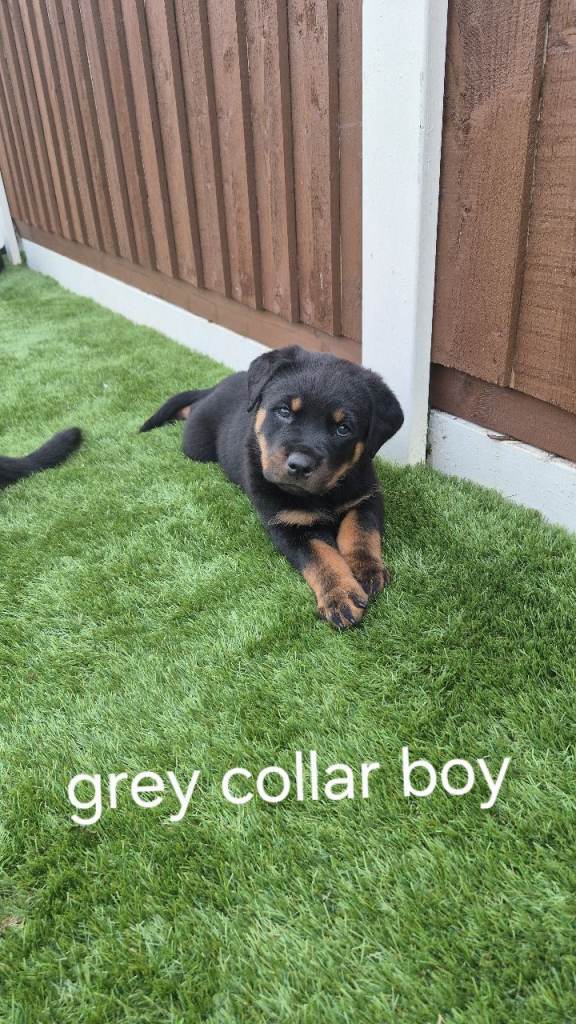 rottweiler for sale 2 boys, 1 girl left
