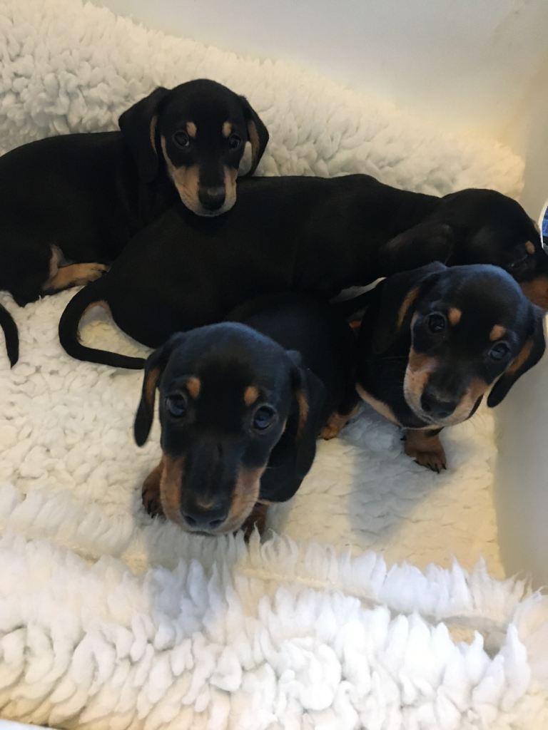 Miniature dachshund puppies Ready now 