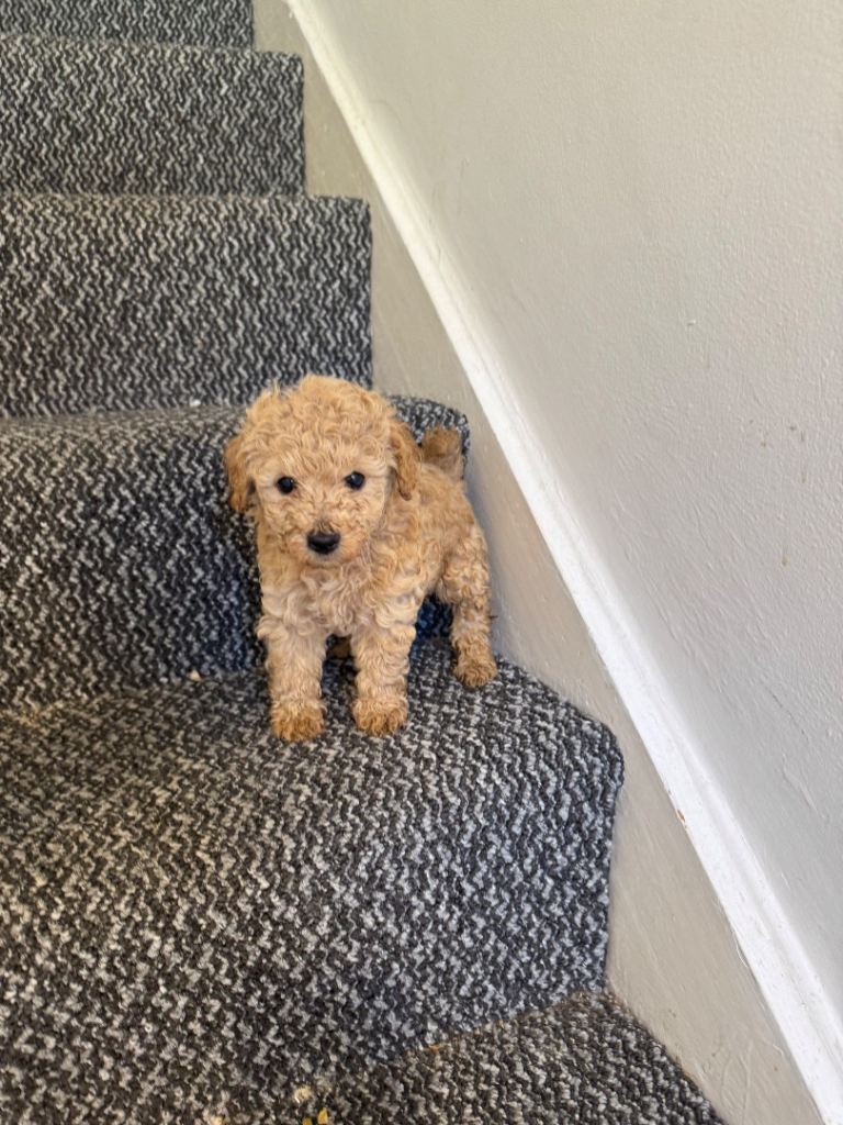 2 puppies left in Enfield  pics are recent 