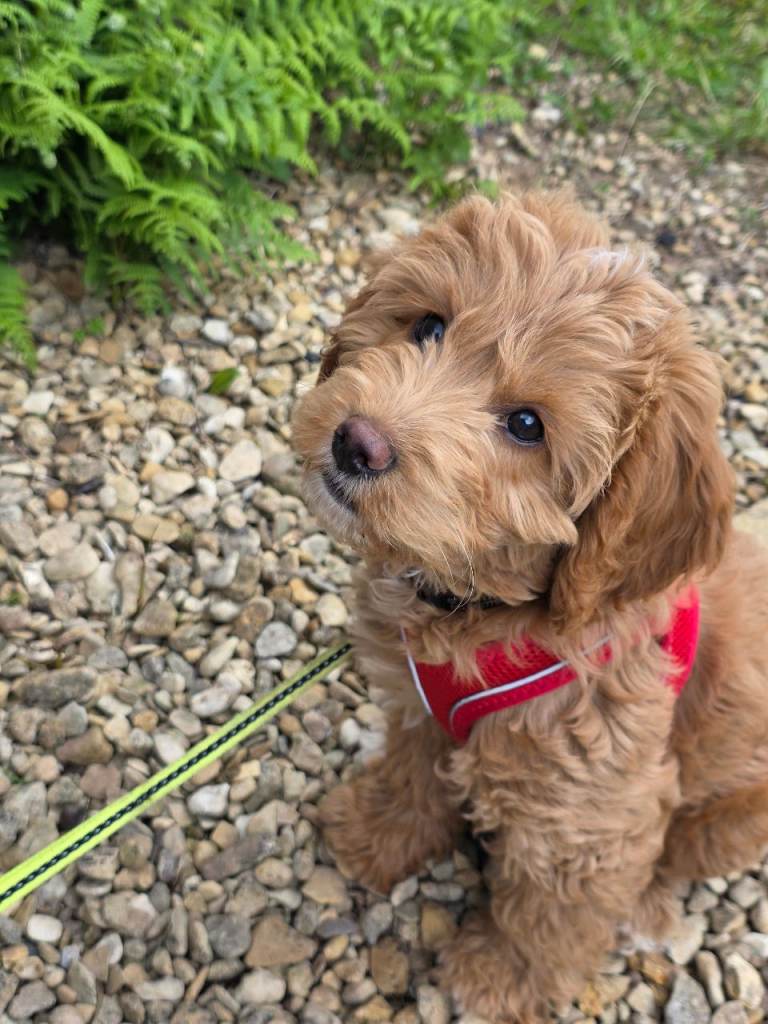 F2 Cockapoo 