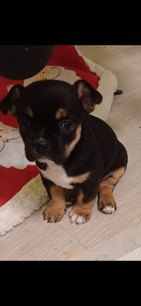 Frenchie x chihuahua puppies