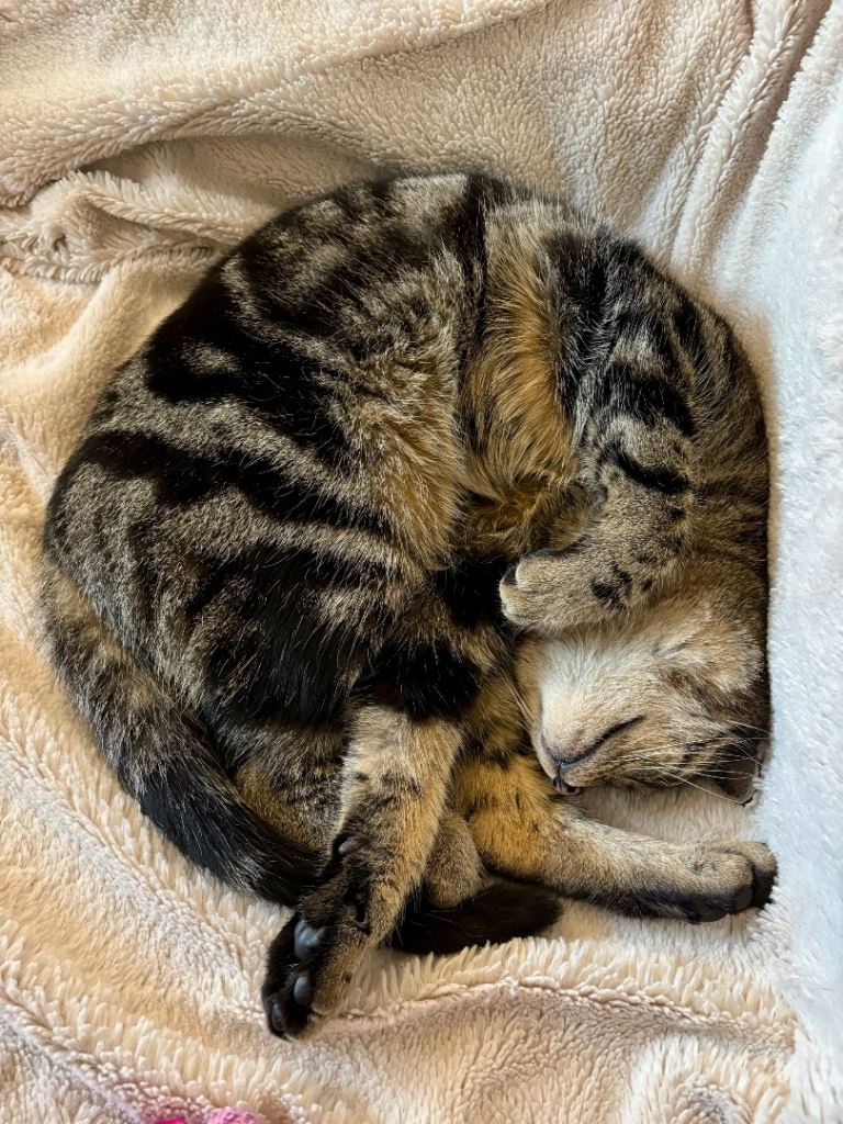 Looking to rehome this adorable chonk, named Aurora