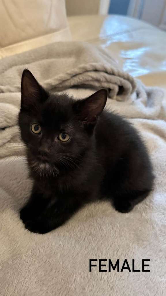 Adorable Kitten for Sale