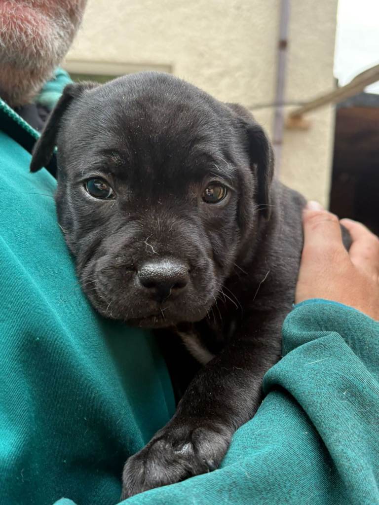 Bullstaff puppies 