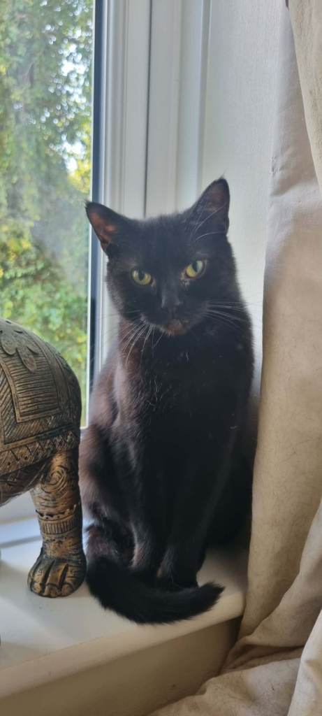 Rehoming our 2 cats