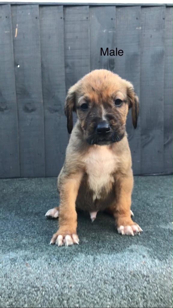 Cane corsa x alabay puppies