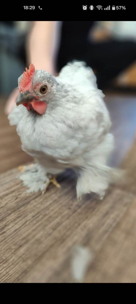 Chicken batmans