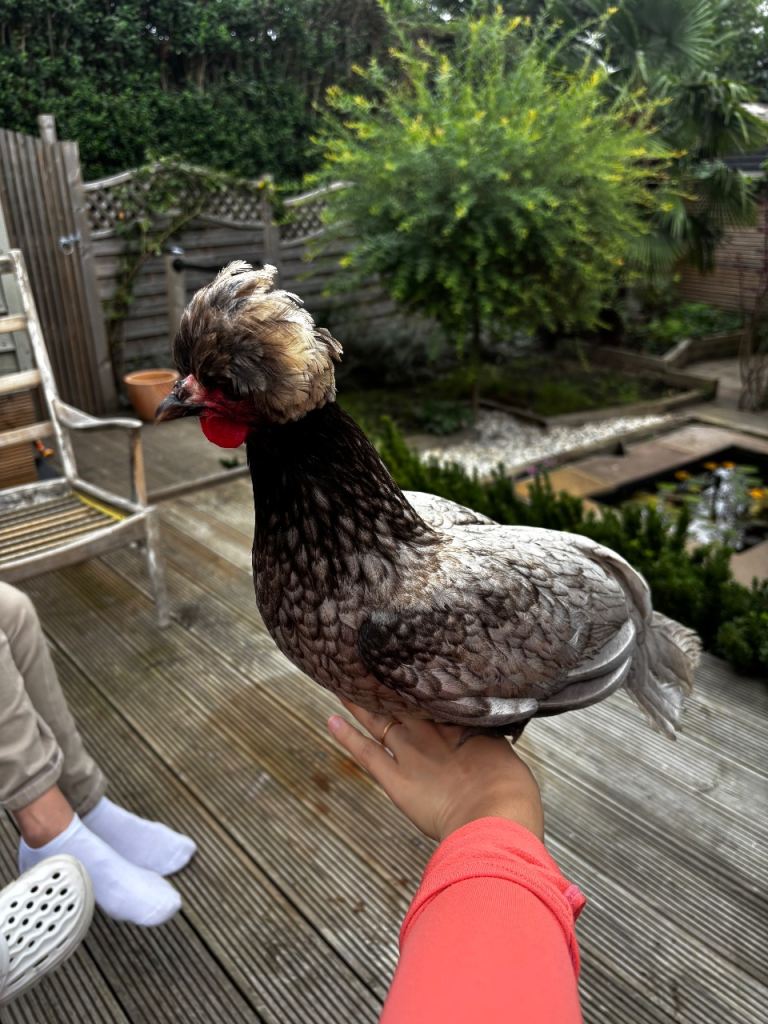 Two little POL polish bantams 