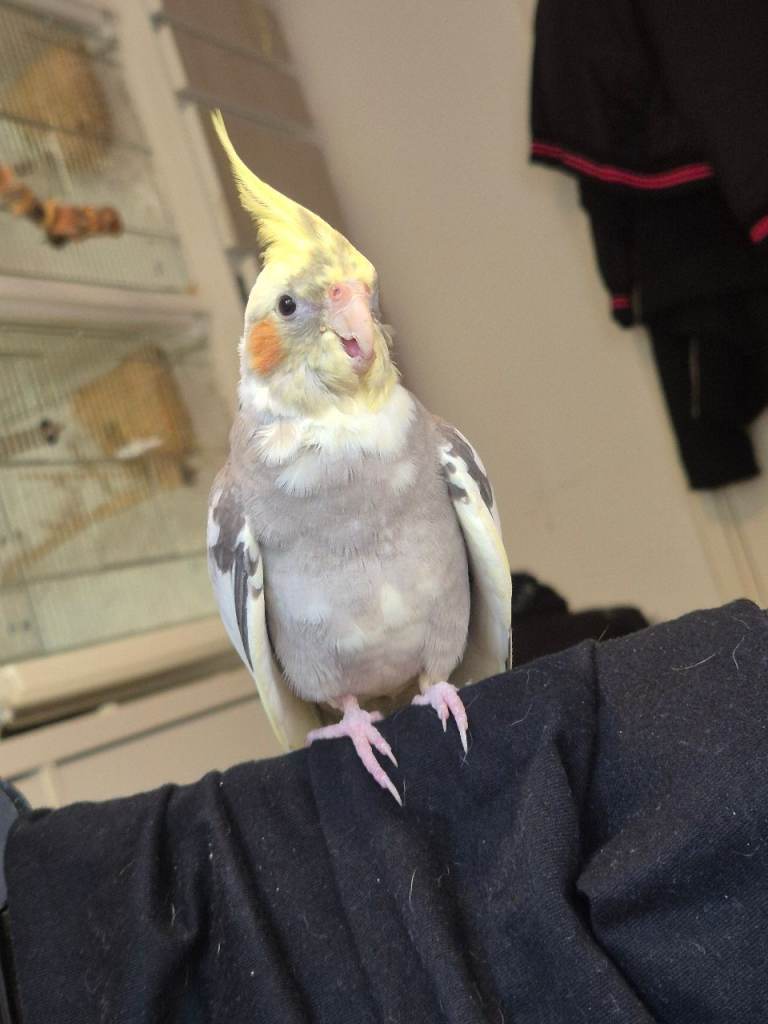 Handreared cockatiel 