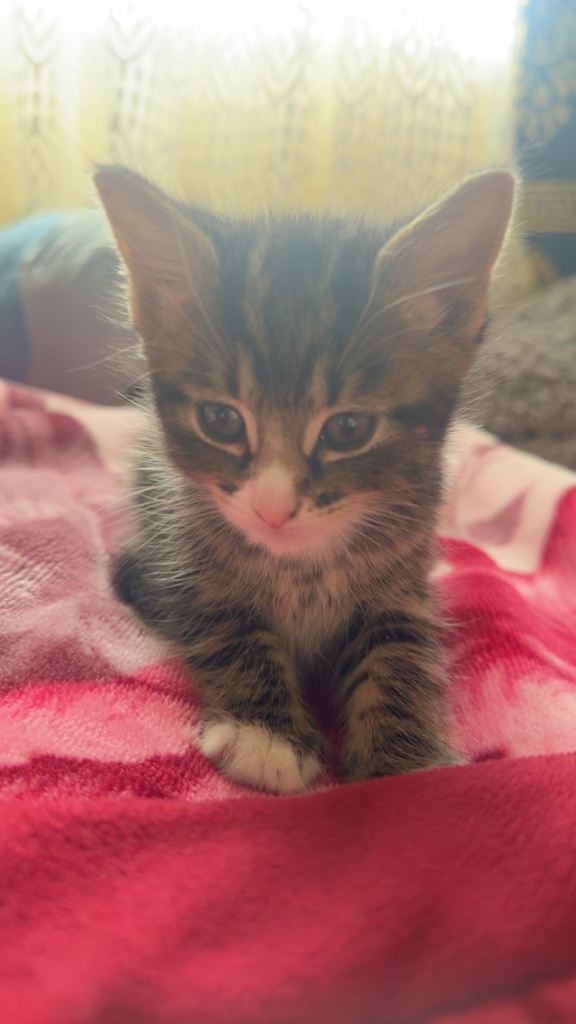 Little kittens 
