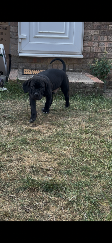 Cane corso litter 