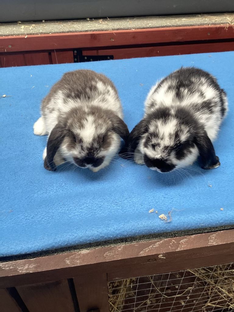 🐰 Beautiful Pure Bred Mini Lop Bunnies 🐰