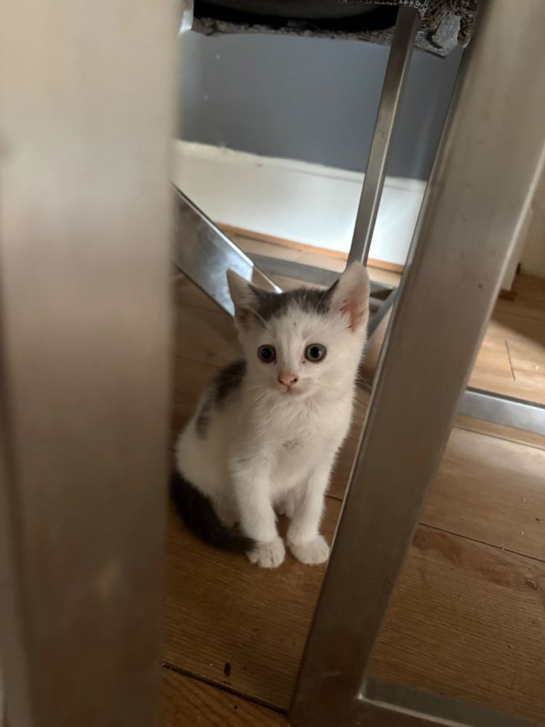 Lovely Kitten ready to be rehomed