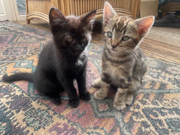 Kittens for sell